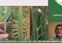 Charla técnica: Comportamiento de variedades de trigo frente a fusariosis de la espiga. 2024/25.