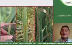 Charla técnica: Comportamiento de variedades de trigo frente a fusariosis de la espiga. 2024/25.