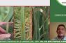 Charla técnica: Comportamiento de variedades de trigo frente a fusariosis de la espiga. 2024/25.