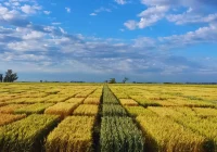 Trigo: qué factores definen el rendimiento Trigo: qué factores definen el rendimiento