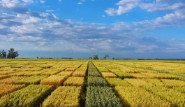Trigo: qué factores definen el rendimiento
