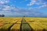 Trigo: qué factores definen el rendimiento