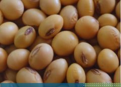 PRODUCTIVIDAD Y CALIDAD DE SOJA EN LA ZONA NÚCLEO – SOJERA. CAMPAÑA 2025/26.