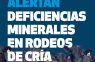 DAÑO MUSCULAR Y MUERTE SÚBITA: ALERTAN POR DEFICIENCIAS MINERALES EN RODEOS DE CRÍA.