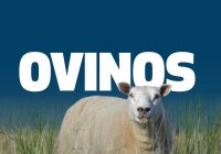 EL MODELO DEL INTA QUE INTEGRA PRODUCCIÓN OVINA, AGRICULTURA Y MERCADO.