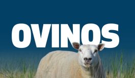 EL MODELO DEL INTA QUE INTEGRA PRODUCCIÓN OVINA, AGRICULTURA Y MERCADO.