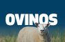 EL MODELO DEL INTA QUE INTEGRA PRODUCCIÓN OVINA, AGRICULTURA Y MERCADO.