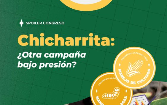 Una nueva campaña se encuentra a la vuelta de la esquina… ¿cuáles son las mejores estrategias de manejo para D. maidis?