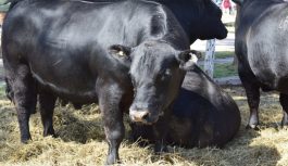 La Facultad de Ciencias Agropecuarias de la UNC recibirá al 10° Seminario de Jurado Angus Centro La Facultad de Ciencias Agropecuarias de la UNC recibirá al 10° Seminario de Jurado Angus Centro
