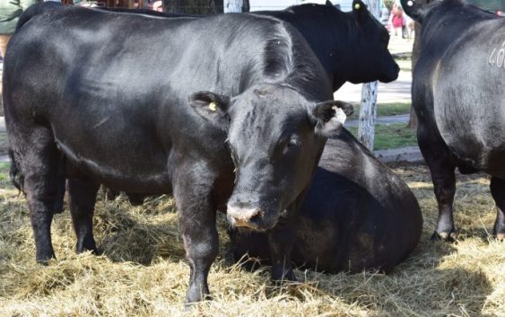 Webinario | Sin terneros no hay producción de carne