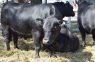 La Facultad de Ciencias Agropecuarias de la UNC recibirá al 10° Seminario de Jurado Angus Centro