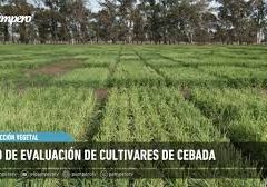 Red de evaluación de cebada