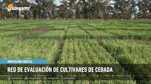 Red de evaluación de cebada