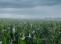 “Debería ser un gran año”: un pronóstico despeja una incógnita sobre el fenómeno El Niño
