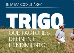 Trigo: Claves de manejo para maximizar tu rinde