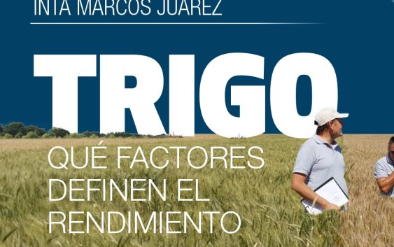 Trigo: Claves de manejo para maximizar tu rinde