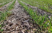 El trigo empieza a sentir la falta de agua en la zona núcleo: 160.000 ha están en condición regular