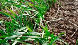 Trigo 2026. Cómo interpretar las heladas y su verdadero impacto en el cultivo Trigo 2026. Cómo interpretar las heladas y su verdadero impacto en el cultivo