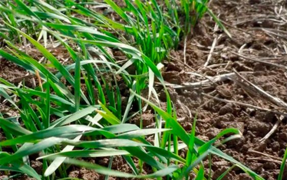 Trigo 2026. Cómo interpretar las heladas y su verdadero impacto en el cultivo