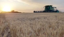 El regreso de El Niño reordena el tablero mundial del trigo: Argentina gana protagonismo mientras Australia enciende las alarmas