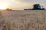 El regreso de El Niño reordena el tablero mundial del trigo: Argentina gana protagonismo mientras Australia enciende las alarmas