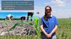 Chicharrita del maíz: el desafío del monitoreo continuo