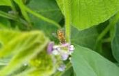 Jornada de Polinización en Agroecosistemas Cultivados con Soja