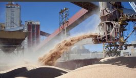 El precio internacional del trigo se dispara por la guerra y la incertidumbre global El precio internacional del trigo se dispara por la guerra y la incertidumbre global