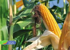 El Congreso Internacional de Maíz vuelve a Córdoba con foco en la chicharrita y el Niño