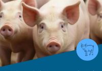 Argentina, camino hacia un consumo de proteína animal equilibrado y beneficioso