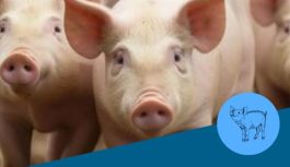 Argentina, camino hacia un consumo de proteína animal equilibrado y beneficioso Argentina, camino hacia un consumo de proteína animal equilibrado y beneficioso