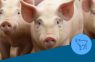 Argentina, camino hacia un consumo de proteína animal equilibrado y beneficioso
