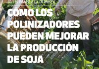 ¿Y si los polinizadores también fueran aliados de la soja? ¿Y si los polinizadores también fueran aliados de la soja?