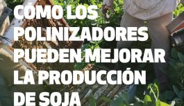 ¿Y si los polinizadores también fueran aliados de la soja?