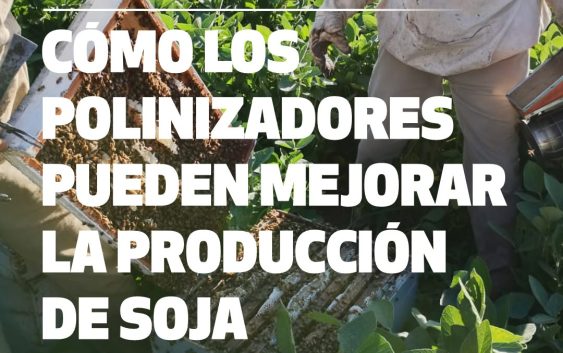 ¿Y si los polinizadores también fueran aliados de la soja?