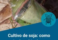 CULTIVO DE SOJA: ¿Cómo manejar las chinches ante un escenario de alta presión? CULTIVO DE SOJA: ¿Cómo manejar las chinches ante un escenario de alta presión?