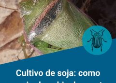 CULTIVO DE SOJA: ¿Cómo manejar las chinches ante un escenario de alta presión?