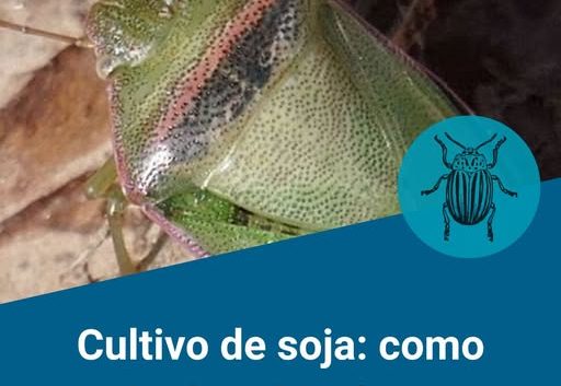 CULTIVO DE SOJA: ¿Cómo manejar las chinches ante un escenario de alta presión?