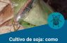 CULTIVO DE SOJA: ¿Cómo manejar las chinches ante un escenario de alta presión?