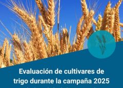 Evaluación de cultivares de trigo en La Carlota
