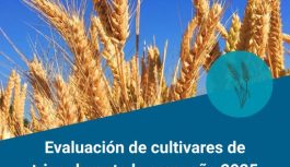 Evaluación de cultivares de trigo en La Carlota