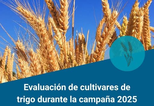 Evaluación de cultivares de trigo en La Carlota
