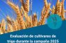 Evaluación de cultivares de trigo en La Carlota