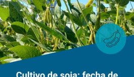 Fecha de siembra y grupo de madurez: dos decisiones clave para potenciar el rendimiento de la soja.