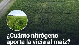 Dos años de datos: esto es lo que la vicia le suma al maíz