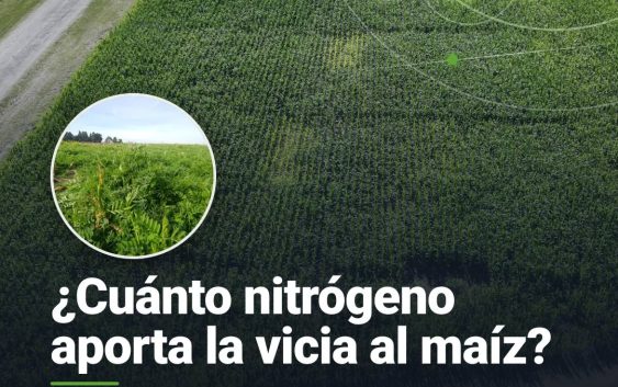 Dos años de datos: esto es lo que la vicia le suma al maíz