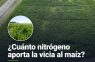 Dos años de datos: esto es lo que la vicia le suma al maíz