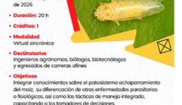 Con los principales especialistas. Chicharrita y Achaparramiento del maíz: Criterios para la toma de decisiones