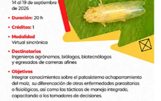 Con los principales especialistas. Chicharrita y Achaparramiento del maíz: Criterios para la toma de decisiones