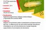 Con los principales especialistas. Chicharrita y Achaparramiento del maíz: Criterios para la toma de decisiones